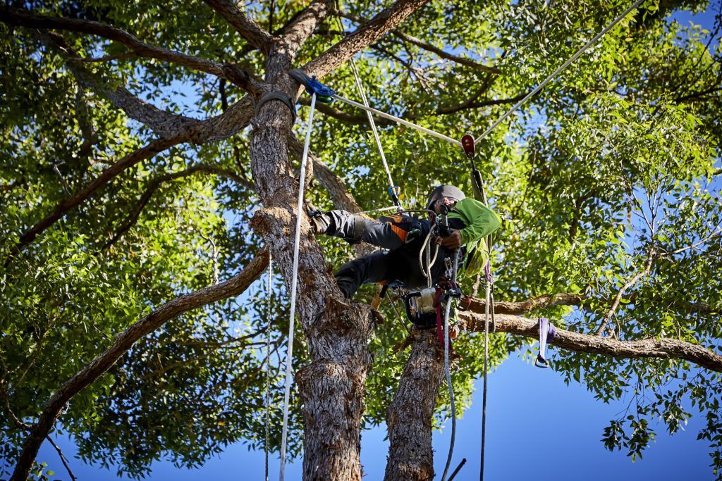 Climbing arborist — Arborist in Little Mountain, QLD