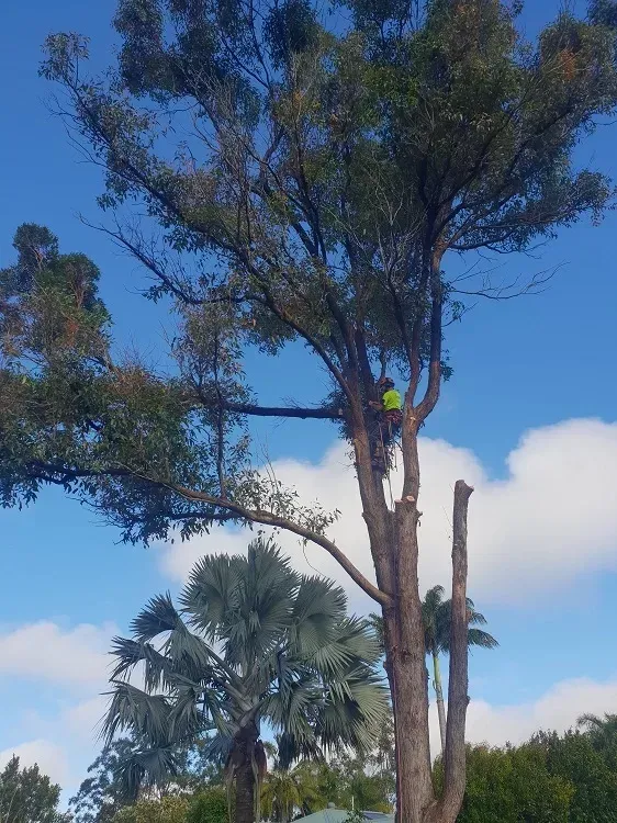 Emergency Tree issues — Arborist in Mooloolaba, QLD