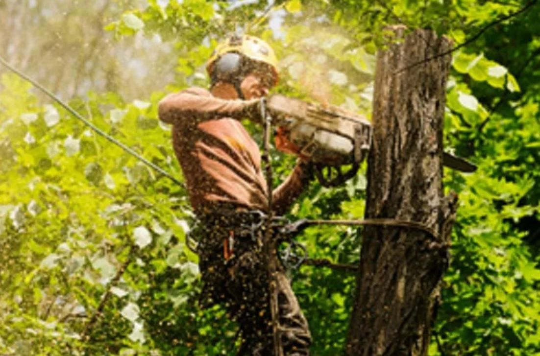How To An Arborist Arborclimb Tree Services