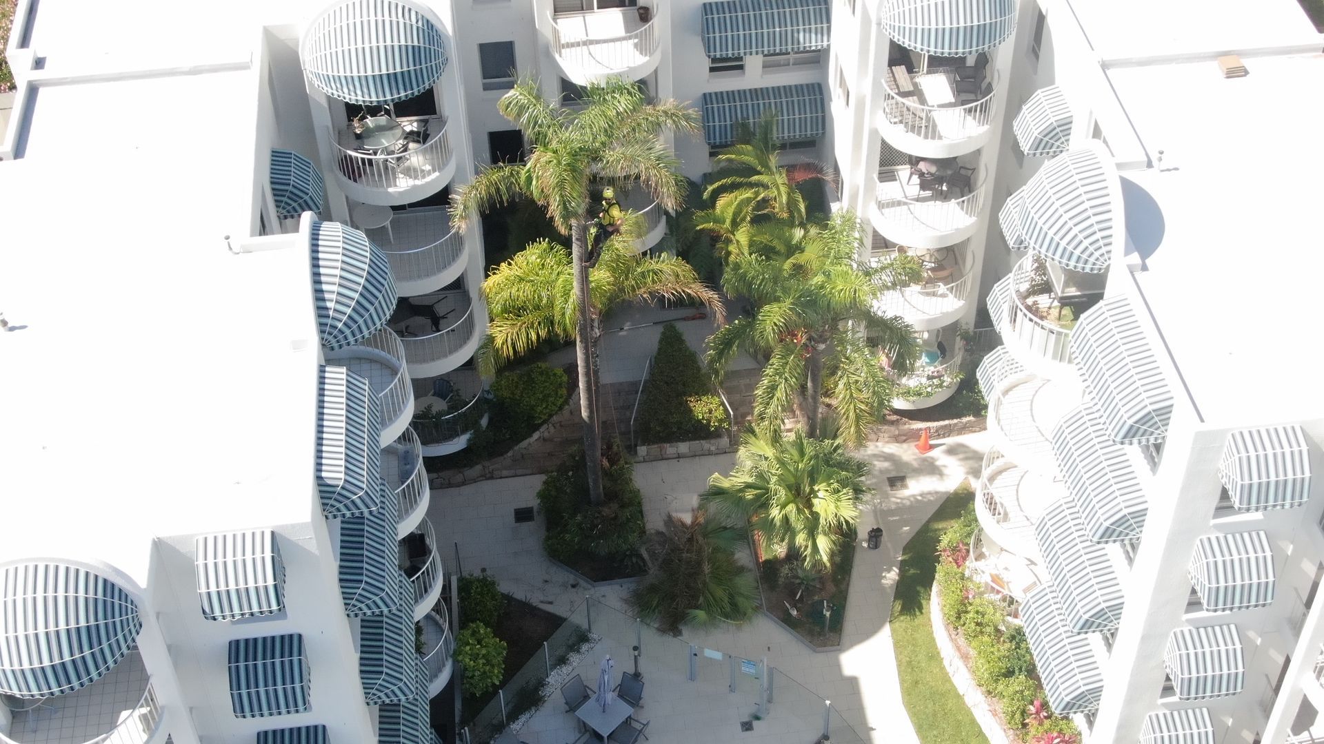 Palm trees to be removed — Arborist in Little Mountain, QLD