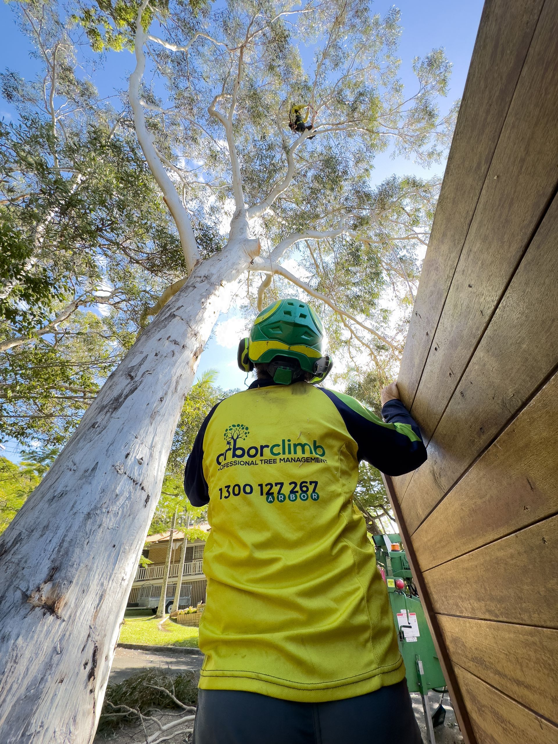 Professional is Cutting Trees — Arborist in Bli Bli, QLD