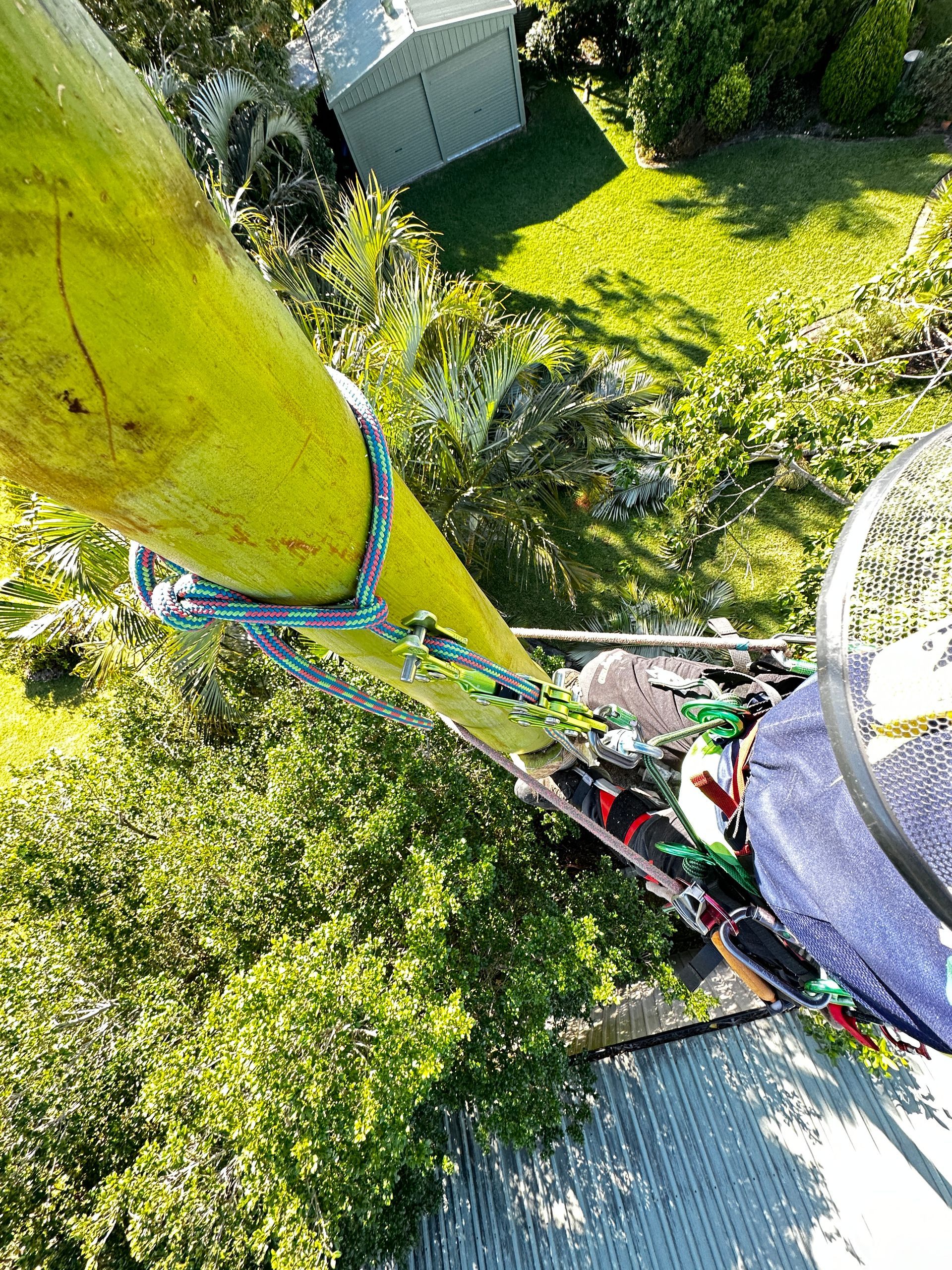 Man Working at The Top of Palm Tree — Arborist in Little Mountain, QLD