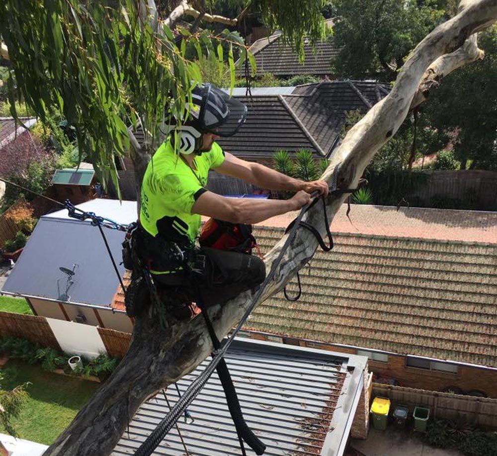 Maintaining Healthy A Trees — Arborist in Little Mountain, QLD