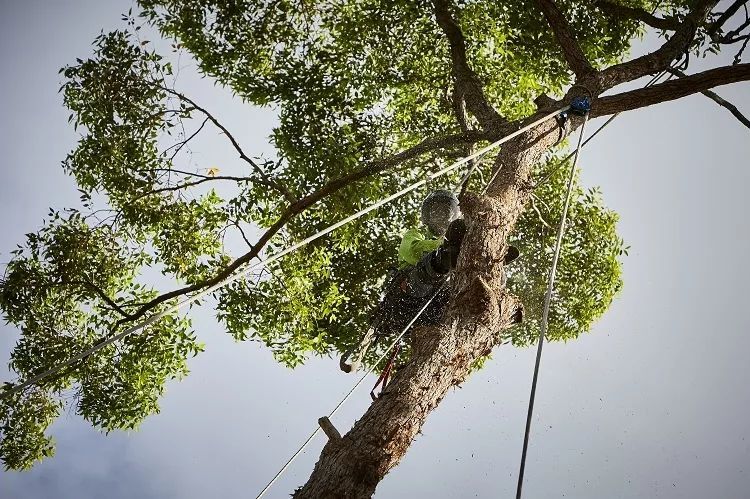 Cutting Tree Down — Arborist in Little Mountain, QLD