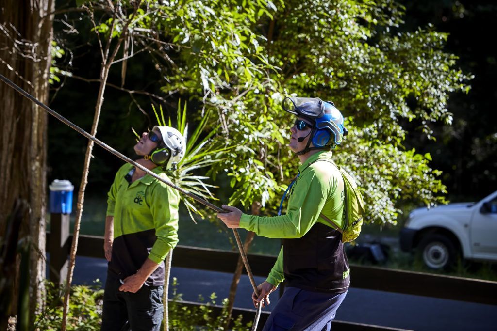 Man Cutting The Tree Using a Chainsaw — Arborist in Little Mountain, QLD