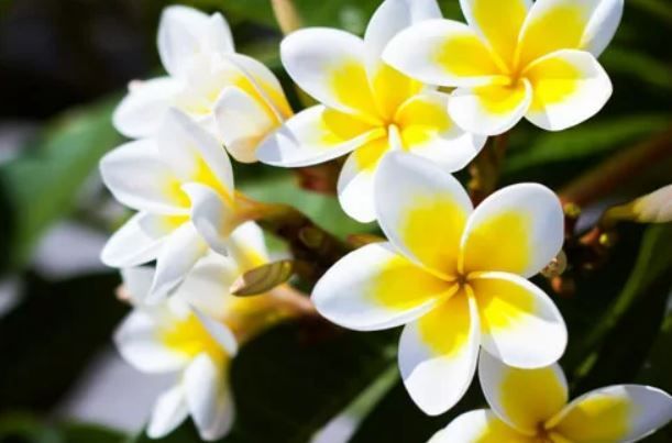 Frangipani Flowers Close Up Photo — Arborist in Little Mountain, QLD