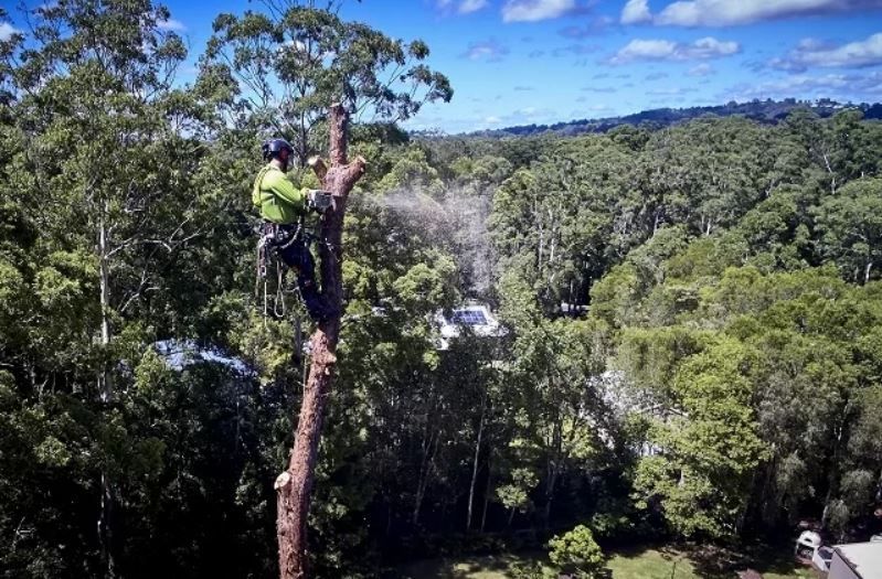 What constitutes a tree emergency?