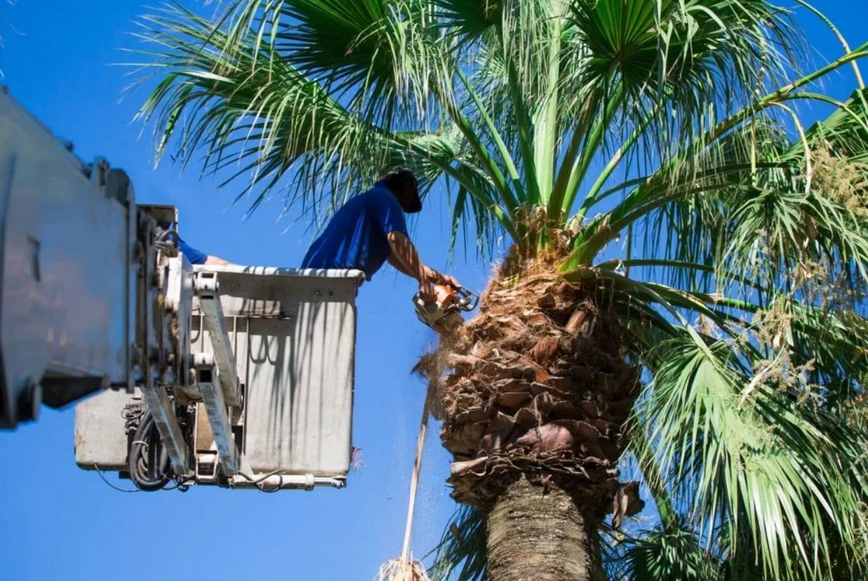 what-s-involved-in-palm-tree-cleaning