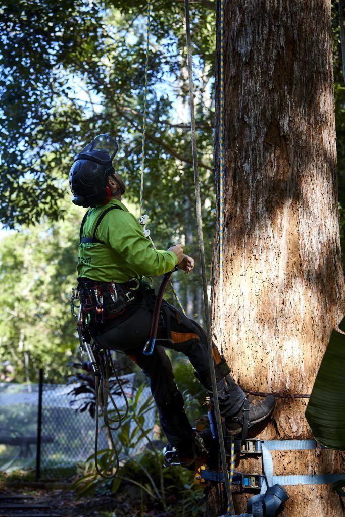 A Man With a Chainsaw is Sawing a Tree on a Plot — Arborist in Little Mountain, QLD