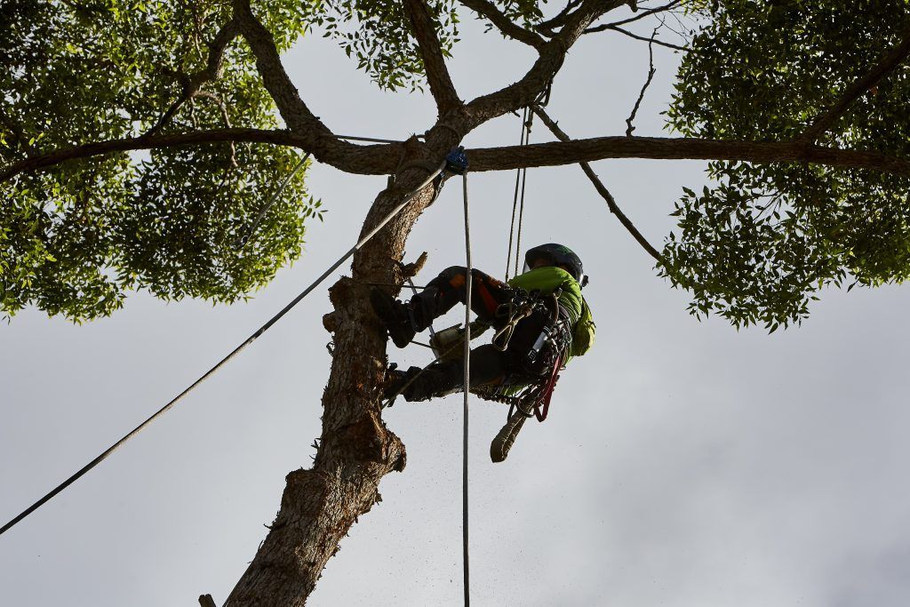 Top View of a Man Trimming a Trees — Arborist in Tewantin, QLD