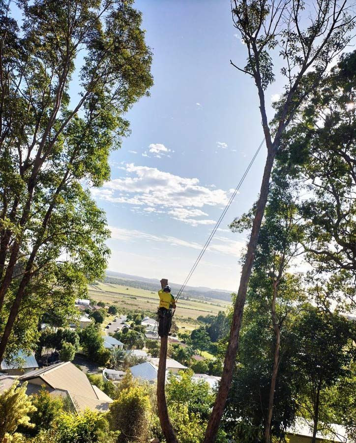 Arborist Climbing a Tree