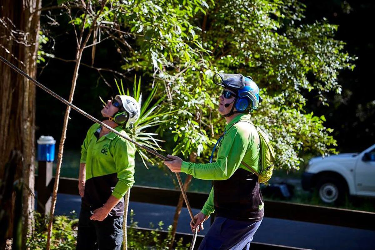 Arborist With Safety Rope