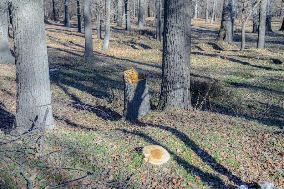 A Stump and a Group of Trees — Arborist in Tewantin, QLD