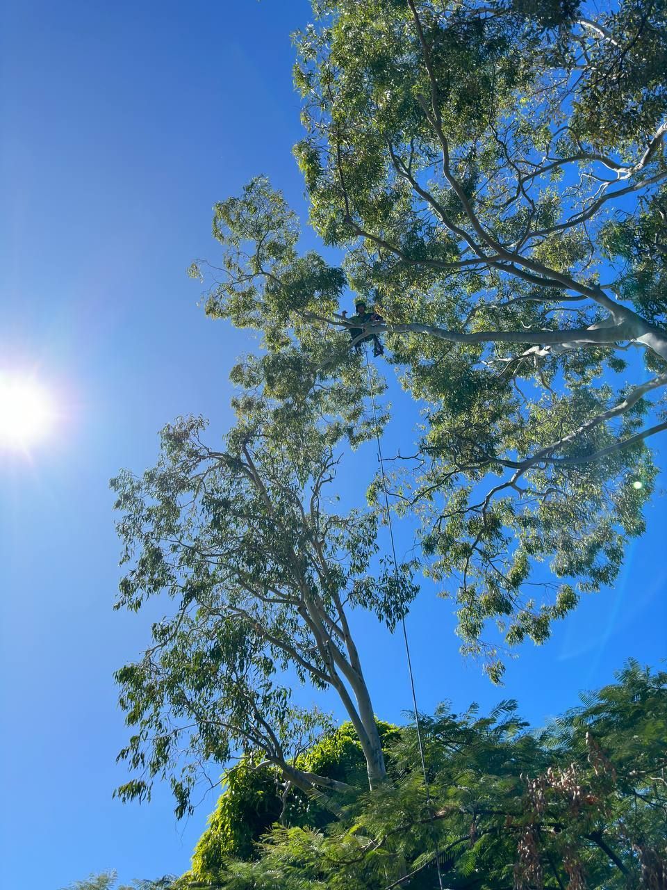 Arborist Working high up Tree Trimming, Thinning and Pruning — Arborist in Little Mountain, QLD