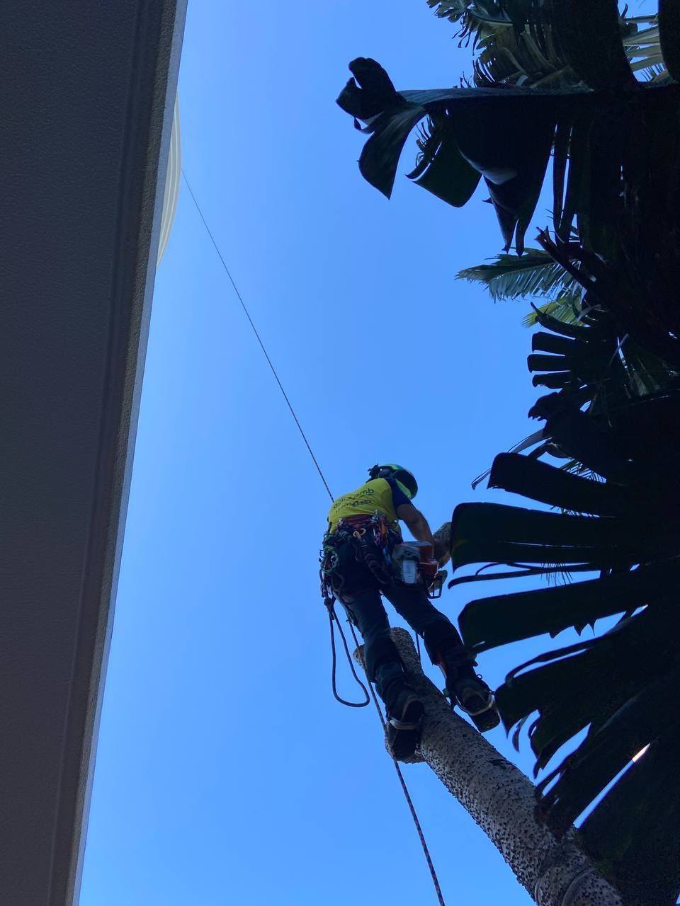 An Arborist ion a harness — Arborist in Little Mountain, QLD