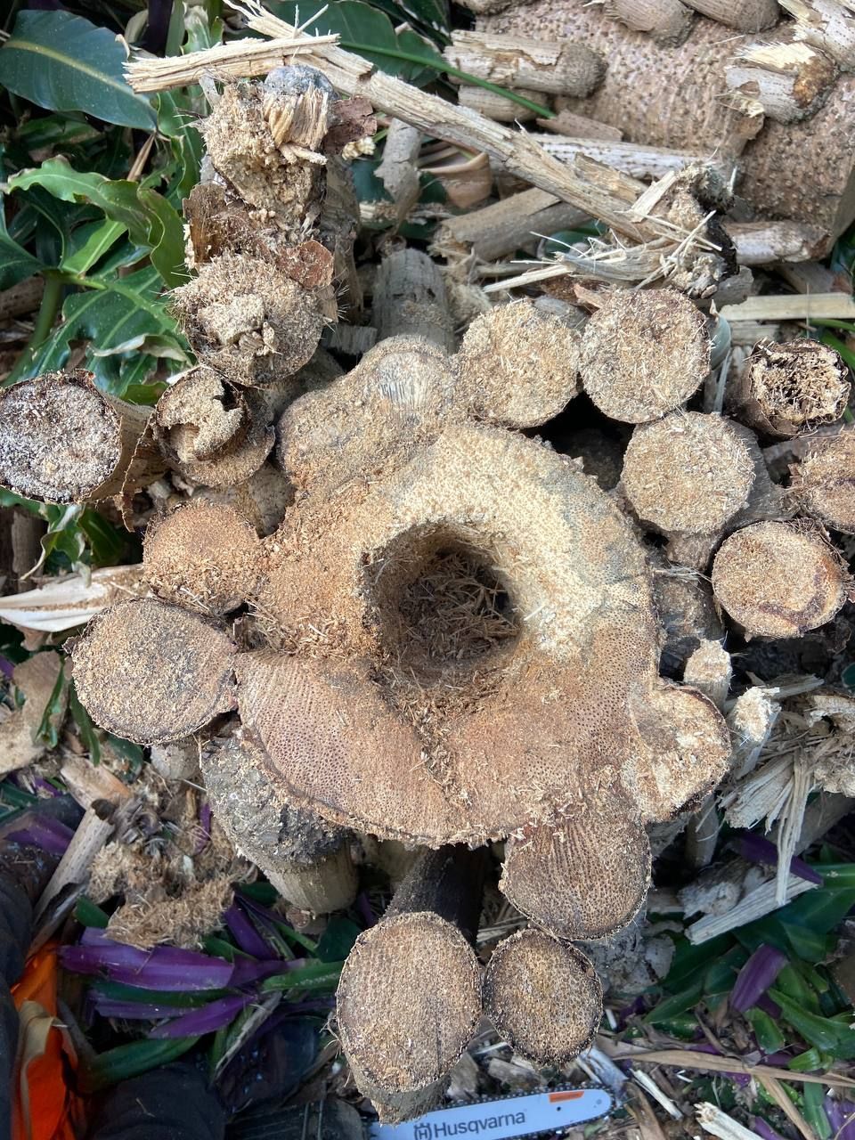 Stumps of trees removed — Arborist in Buderim, QLD