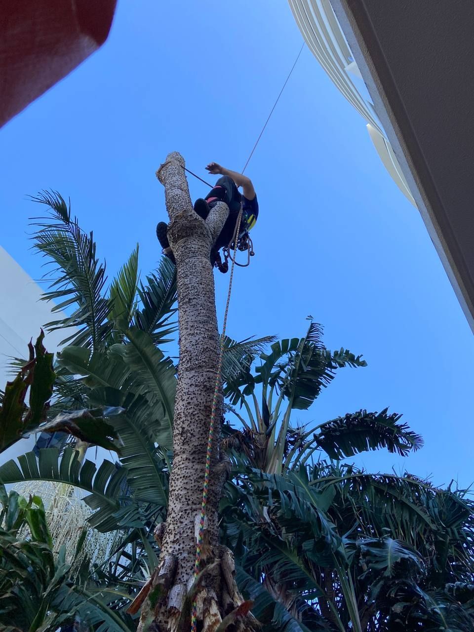 Palm Tree Cutting — Arborist in Caloundra, QLD