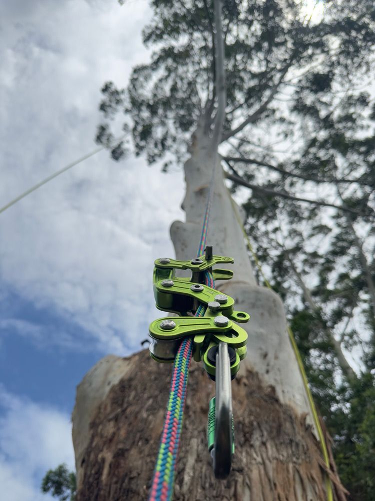 Tree Lopping in Process