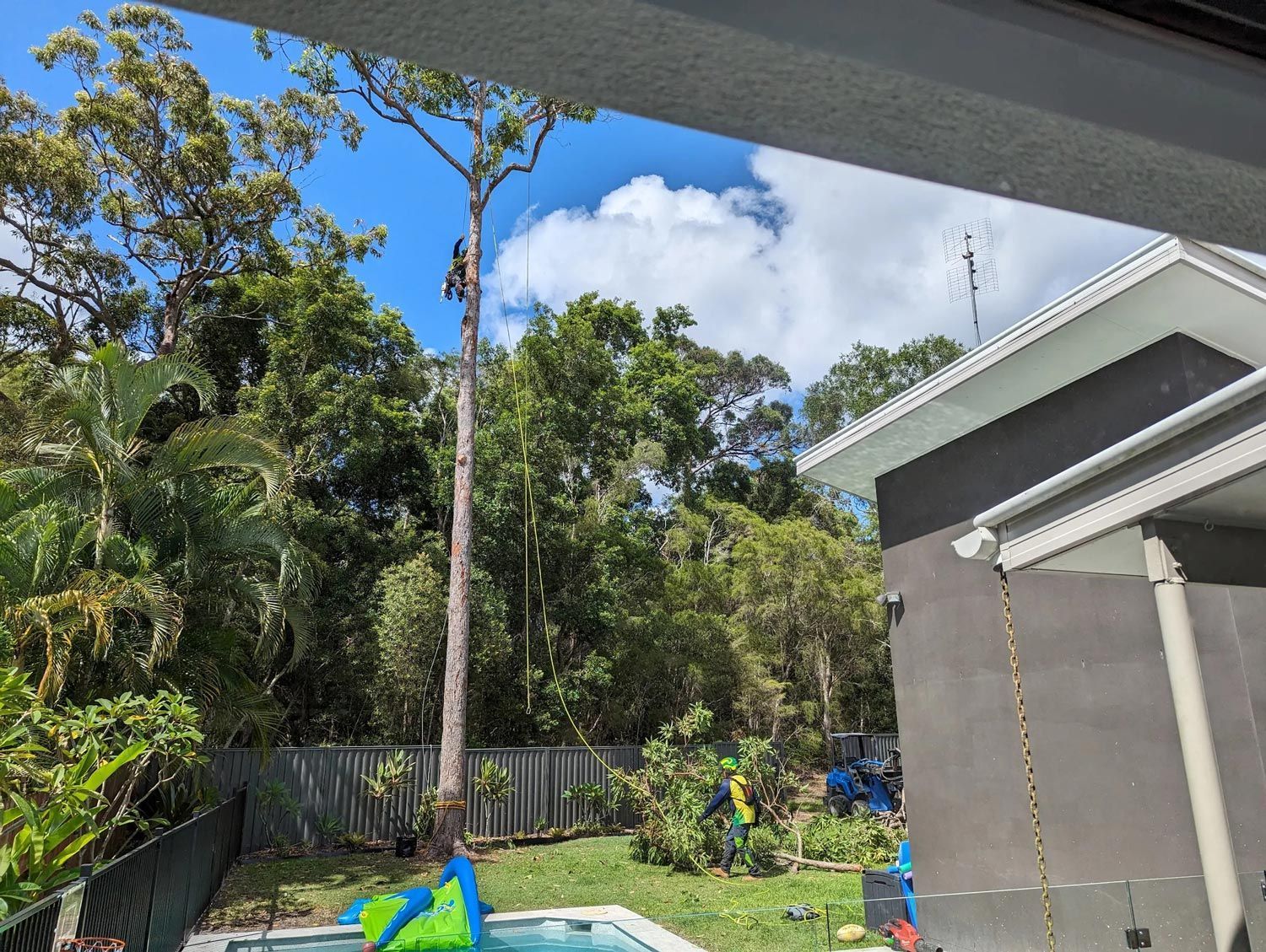 Tree Removal On A Large Property