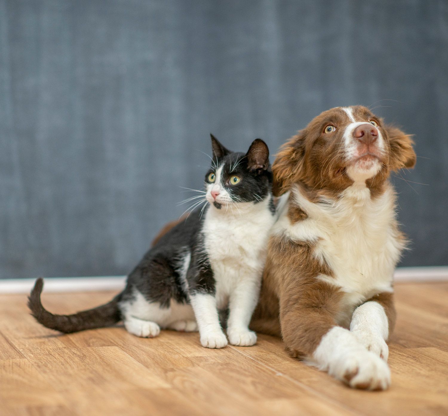 Dog and Cat — Canonsburg, PA — Wet Pets and Friends