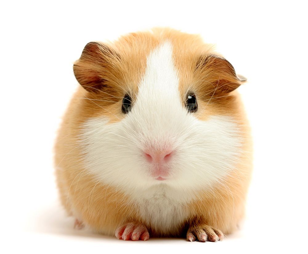 Guinea Pig — Canonsburg, PA — Wet Pets and Friends