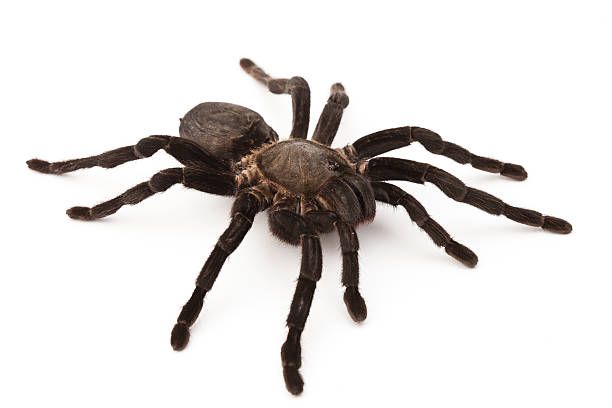 Tarantula — Canonsburg, PA — Wet Pets and Friends