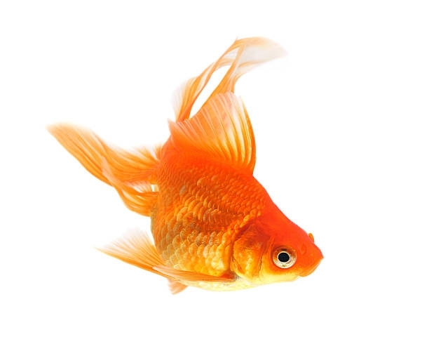 Gold Fish — Canonsburg, PA — Wet Pets and Friends