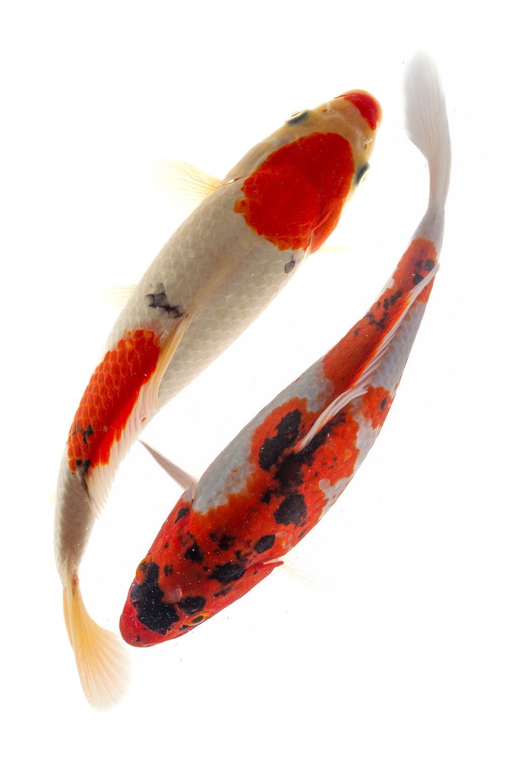 Two Koi Fish — Canonsburg, PA — Wet Pets and Friends