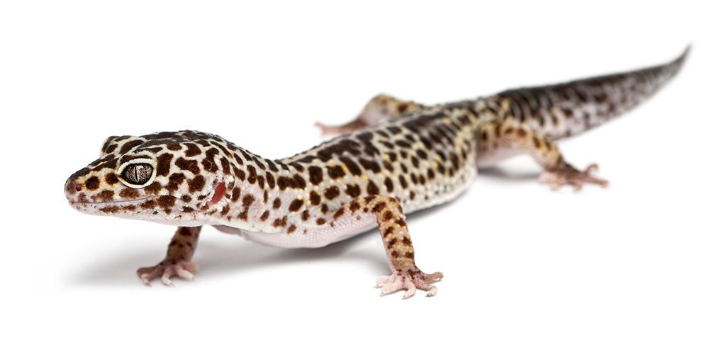 Leopard Gecko — Canonsburg, PA — Wet Pets and Friends