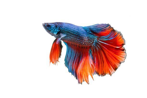 Betta Fish — Canonsburg, PA — Wet Pets and Friends