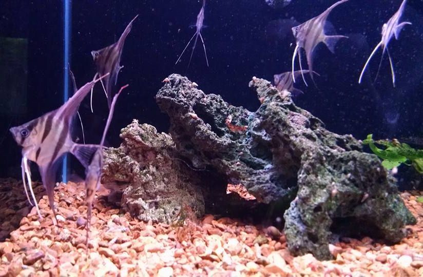 Group of Angelfish — Canonsburg, PA — Wet Pets and Friends