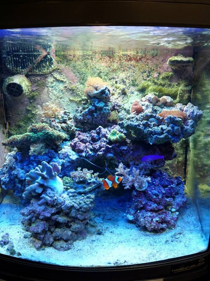 Corals in Aquarium — Canonsburg, PA — Wet Pets and Friends