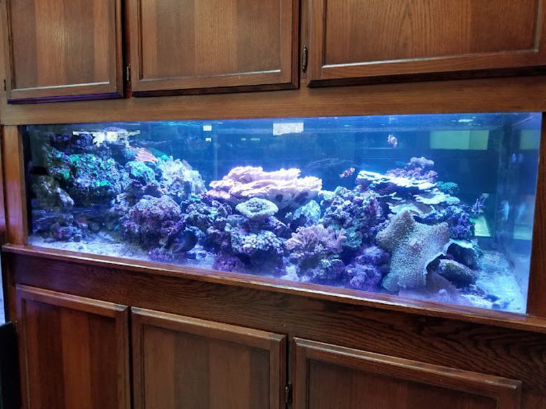 Beautiful Aquarium — Canonsburg, PA — Wet Pets and Friends