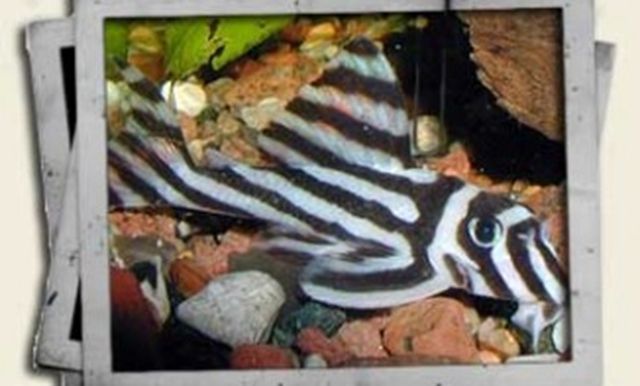 Pleco Fish in Aquarium — Canonsburg, PA — Wet Pets and Friends