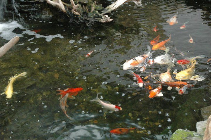 Group of Koi Fish in Pond — Canonsburg, PA — Wet Pets and Friends