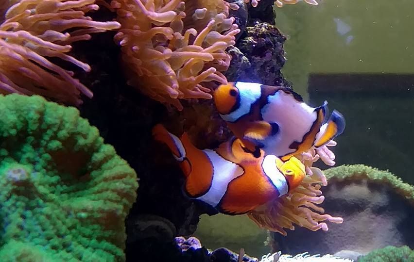 Clownfish in Aquarium — Canonsburg, PA — Wet Pets and Friends