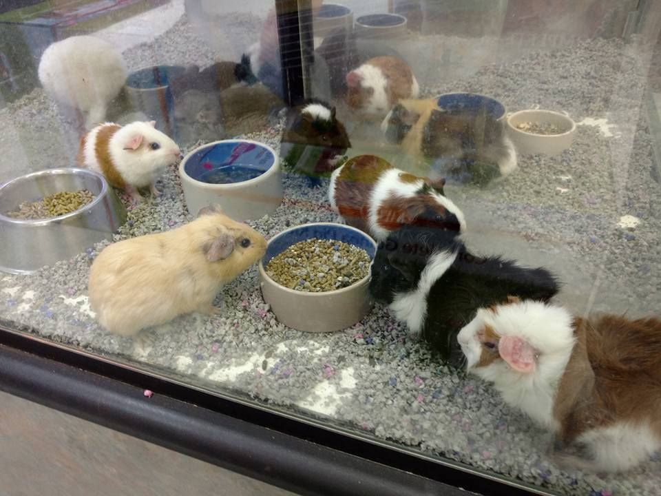 Group of Guinea Pigs — Canonsburg, PA — Wet Pets and Friends