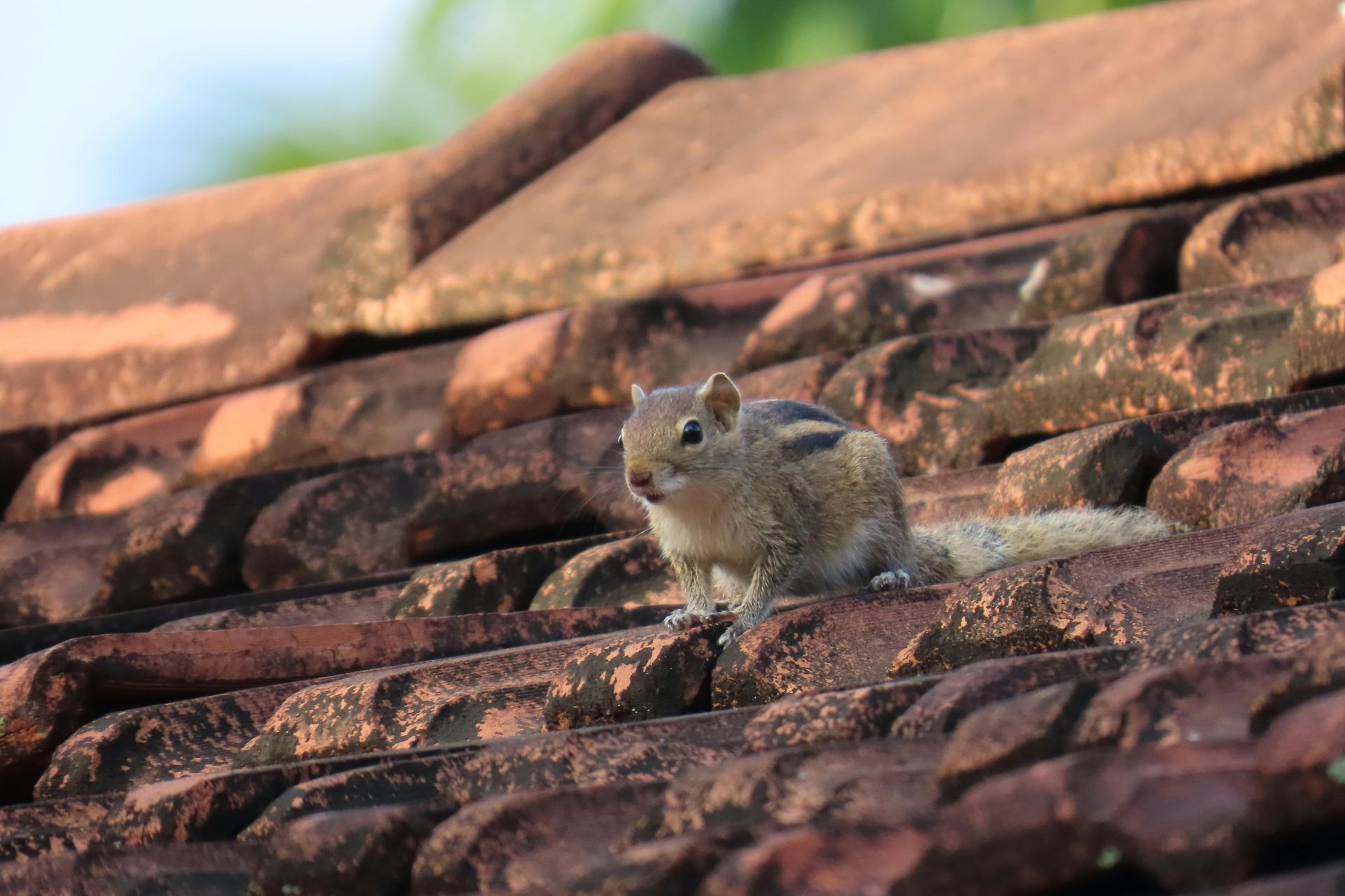 A squirrel on a roof 