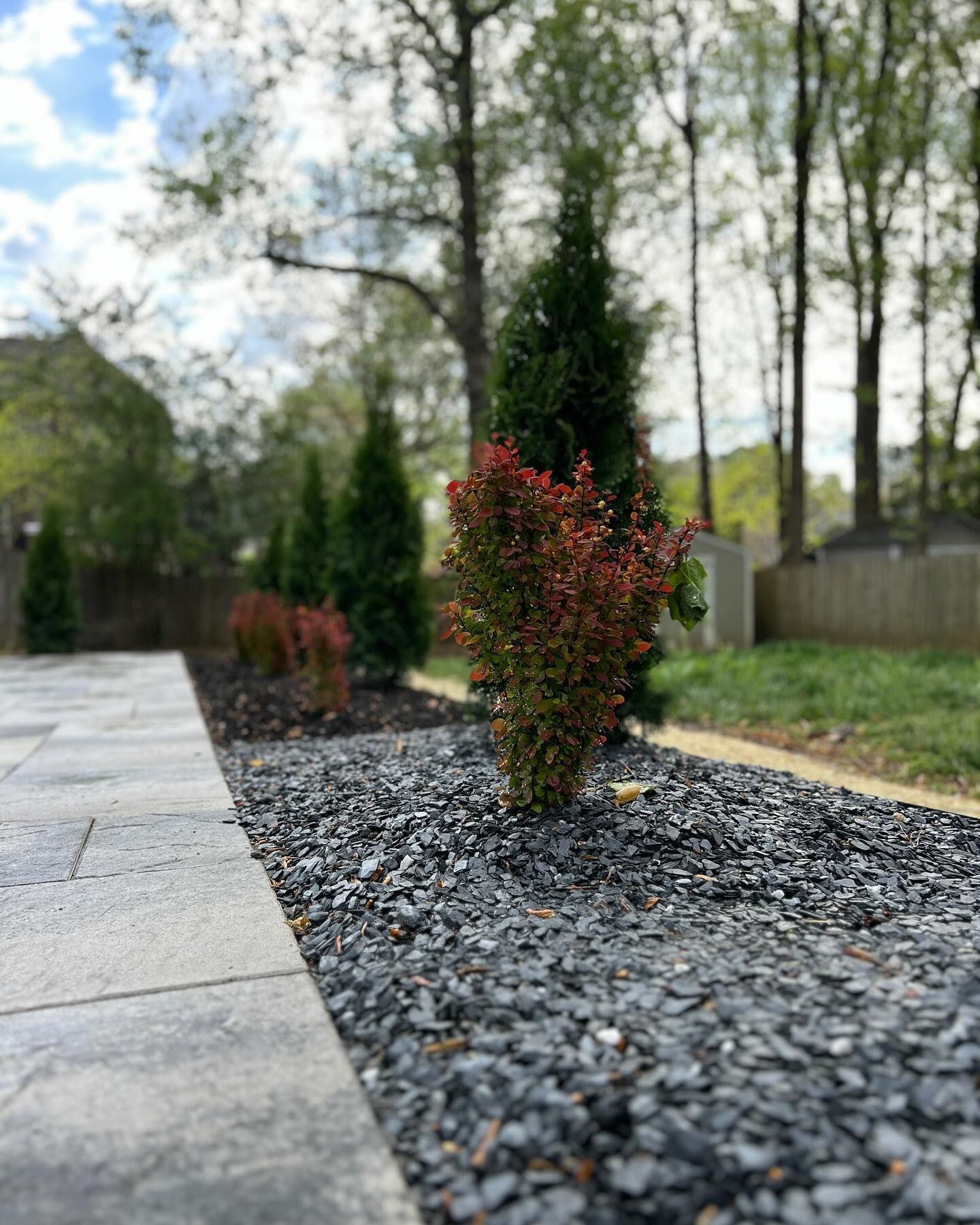 A small bush is growing in a pile of gravel next to a sidewalk.