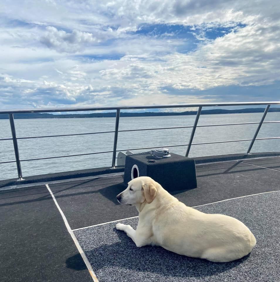 A Yellow Labrador Dog Lays on Deck, Looking out At the Water — YKnot Cruises in Newcastle, NSW
