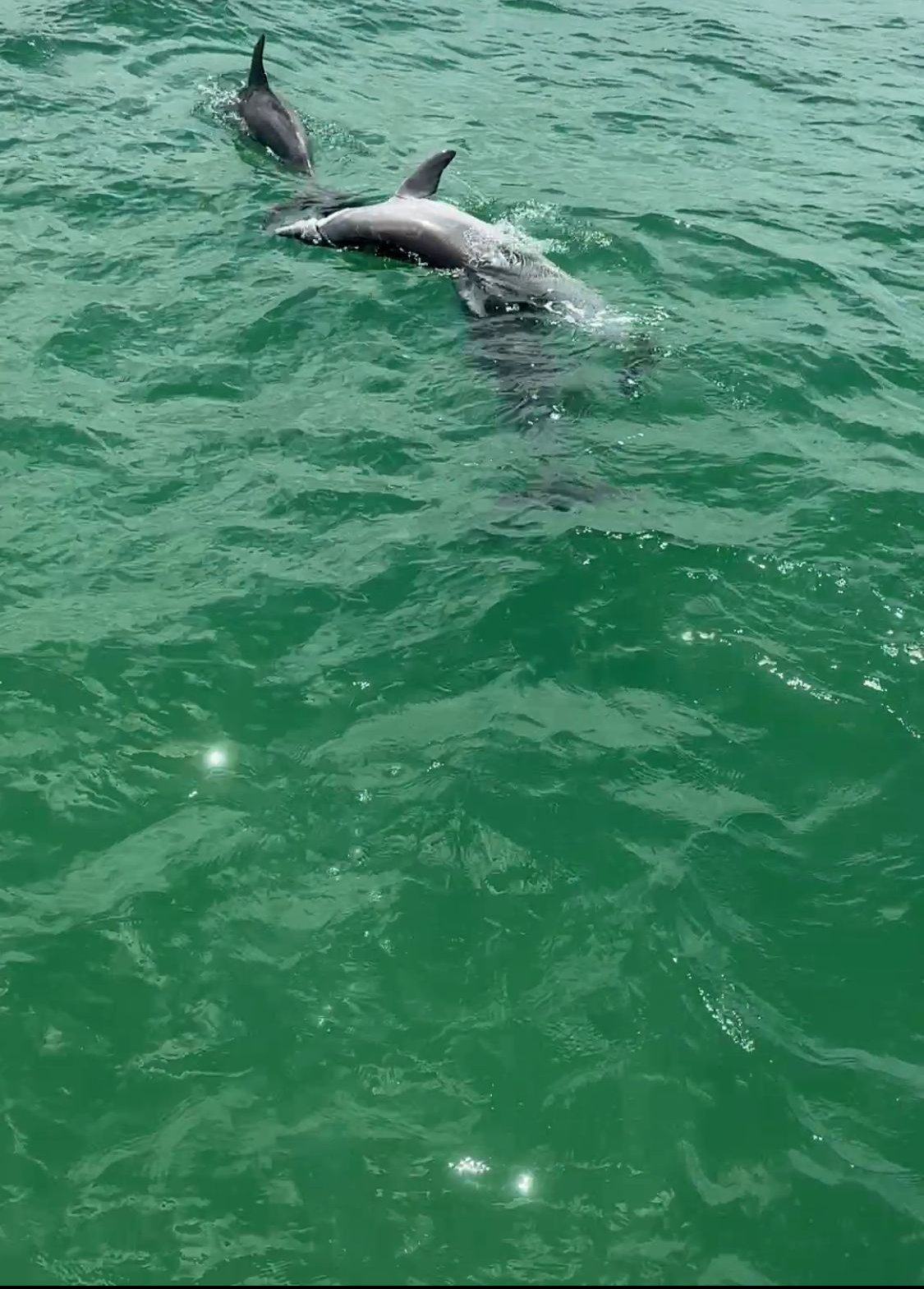 Sea Turtle Swimming in Blue Ocean Water — YKnot Cruises in Nelson Bay, NSW