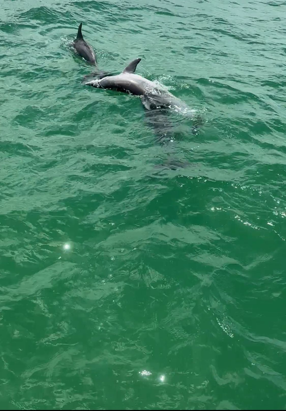 Pelican with White and Black Feathers Floating on Rippled Water — YKnot Cruises in Nelson Bay, NSW