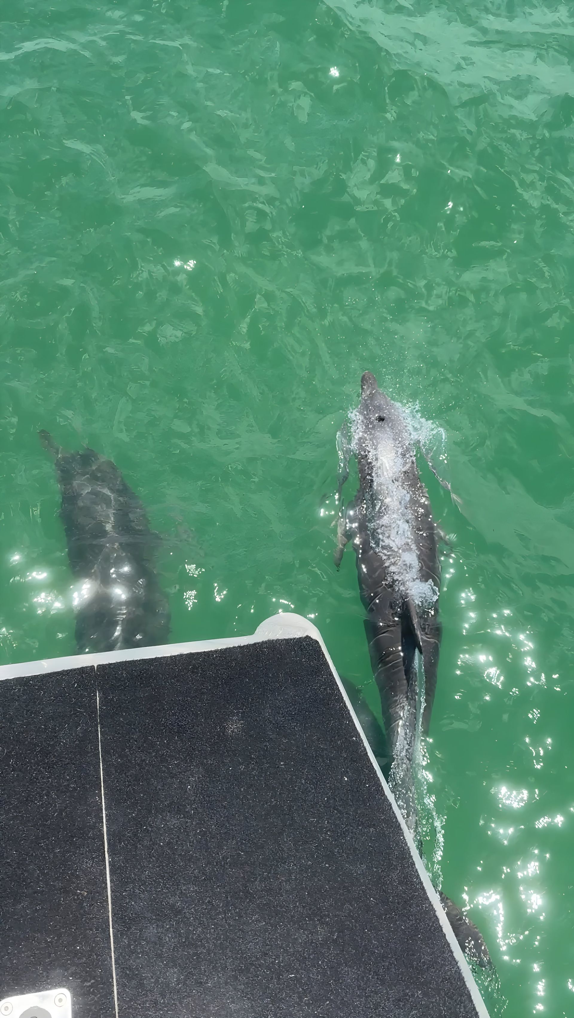 Two Dolphins Swimming in Turquoise Water Beside a Boat — YKnot Cruises in Nelson Bay, NSW