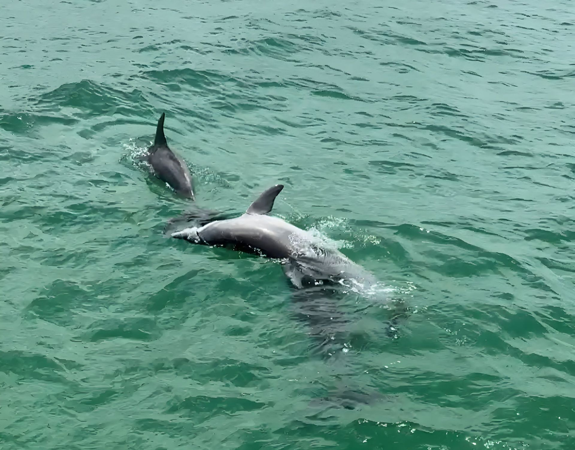 Two Dolphins Swimming in Turquoise Water. One Dolphin Breaches the Surface — YKnot Cruises in Newcastle, NSW