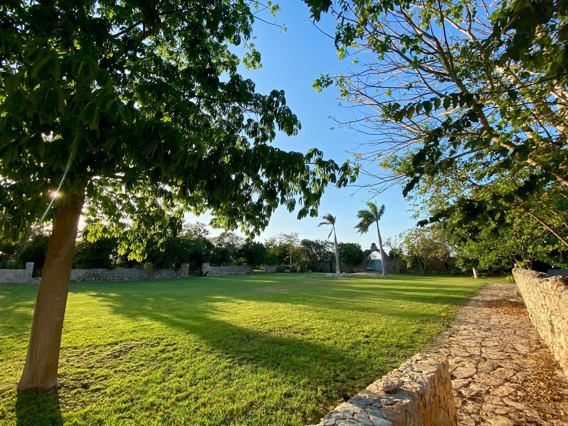 A lush green field with trees and a stone wall
