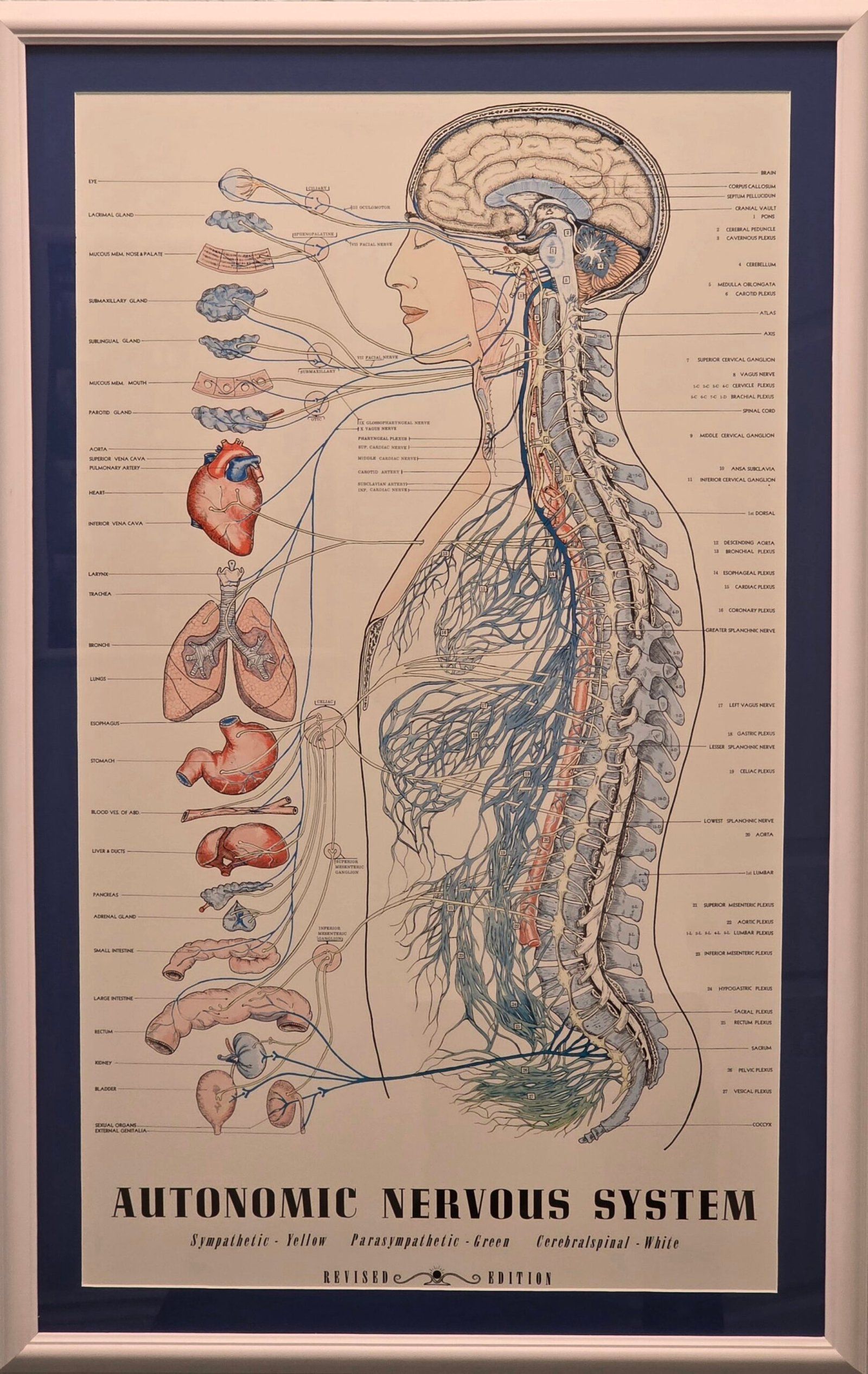 Anatomical illustration of the autonomic nervous system, with highlighted organs and nerves.