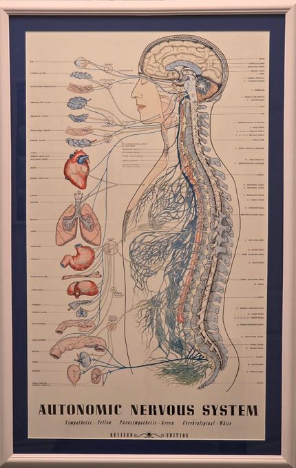 Anatomical illustration of the autonomic nervous system, with highlighted organs and nerves.