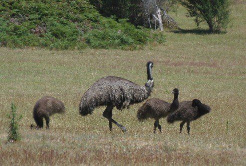 Wildlife at Halls Gap Valley Lodges. Emus.