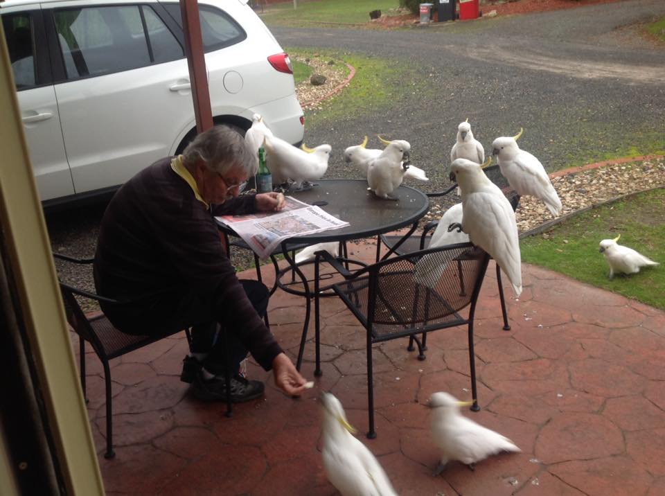 Please don't feed the birds. Halls Gap Valley Lodges.