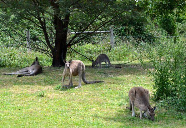 Wildlife at Halls Gap Valley Lodges. Kangaroos.